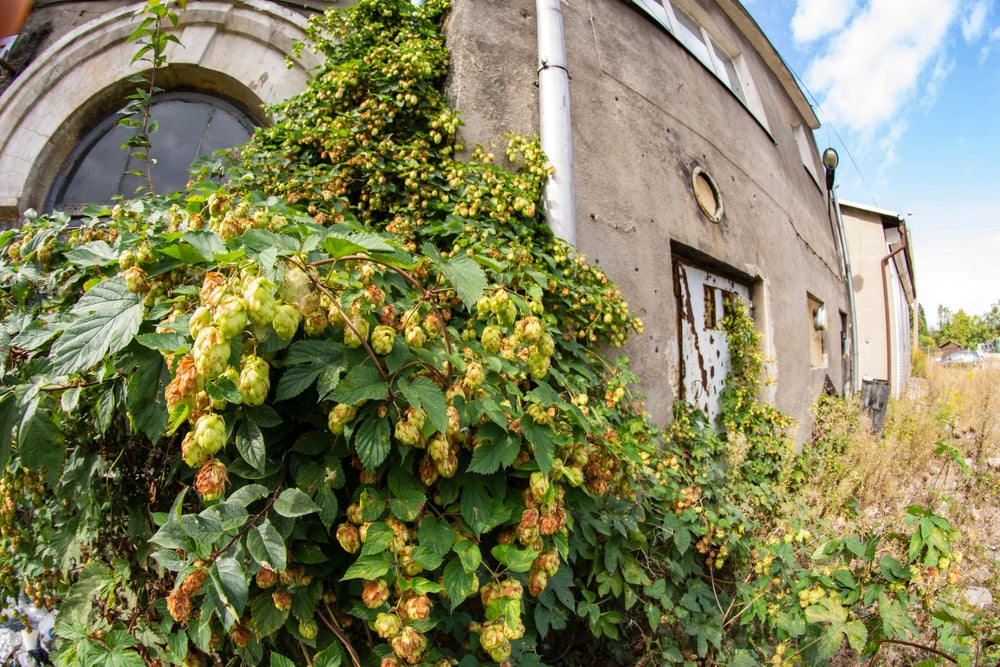 Back of the Brewery Special Edition™ Cozy Socks Fuzzy Socks Cozy S